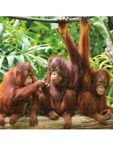Puzzle Colorbaby Orangutan 6 Units 68 x 50 x 0,1 cm