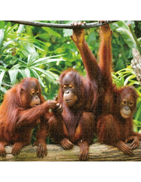 Puzzle Colorbaby Orangutan 6 Units 68 x 50 x 0,1 cm